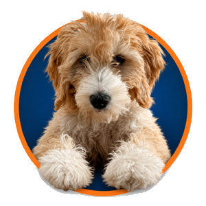 Noodle - Chief Canine Officer